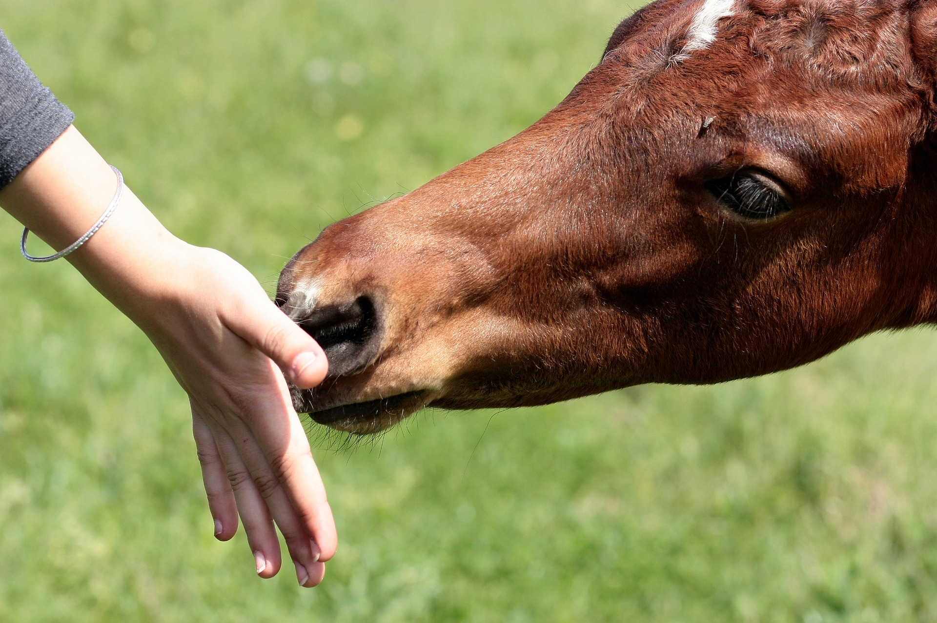 Paard als Spiegel